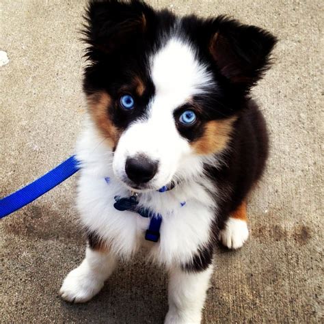 Puppies For Sale Australian Shepherd | matthewmcewen