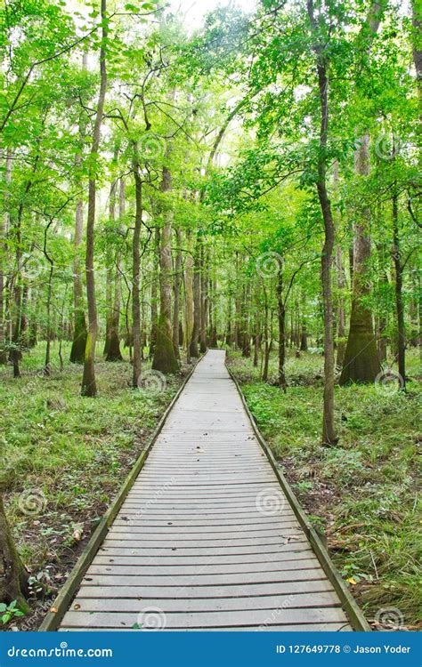 The Boardwalk in Congaree National Park Stock Photo - Image of park ...