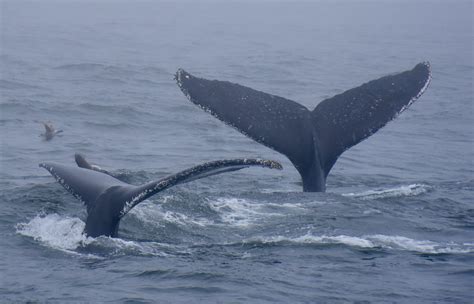 Whales and Barnacles | Save the Whales | Whale Species