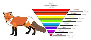 Classification of Living Things | MooMooMath and Science