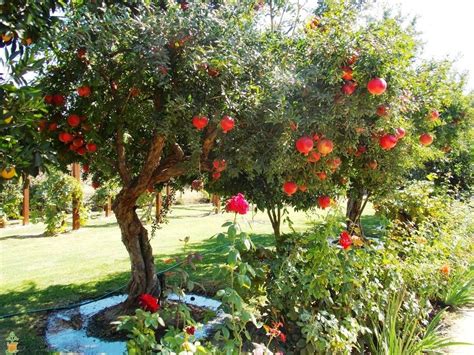 Wonderful Pomegranate Tree For Sale | Citrus.com