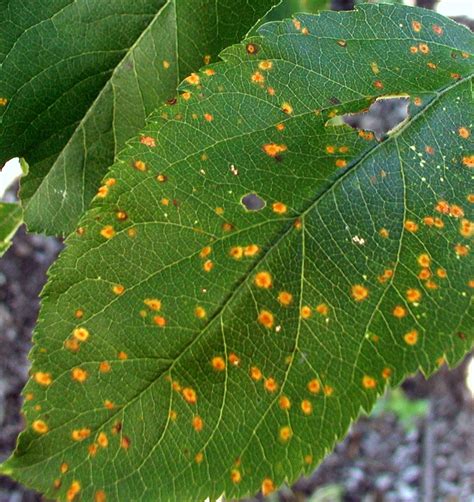 Cedar-apple rust | Fungal Spores, Infection & Control | Britannica