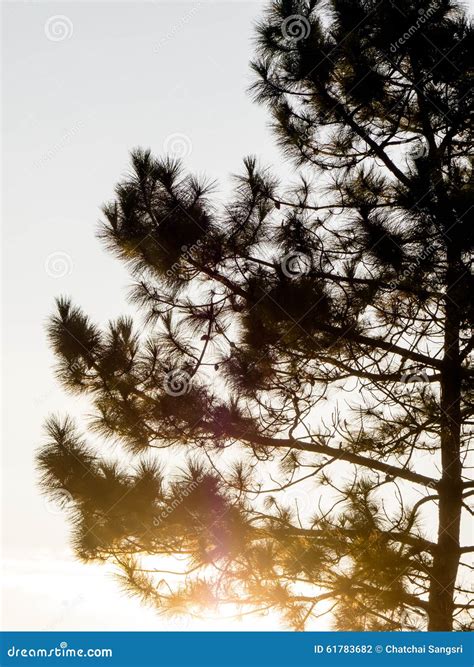 Pine silhouette stock photo. Image of nature, moon, sunset - 61783682