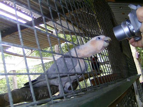 File:Cockatoo hybrid -Flying High Bird Habitat, Australia-8b.jpg ...