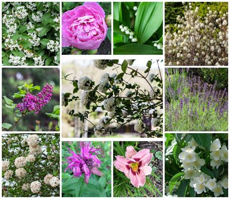 Scented Plants for Your Garden - 10 Easy Fragrant Flowers You'll Love