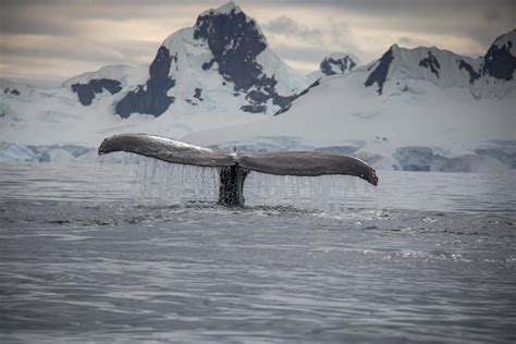 Whale migration: The facts | Blog - NSW National Parks