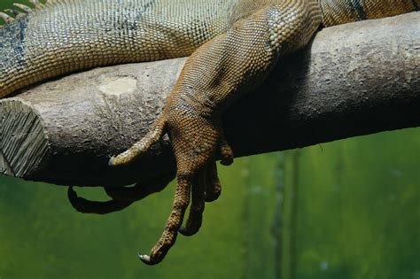 HD wallpaper: claw, foot, dragon, iguana, reptile, leg, scale, scaly ...