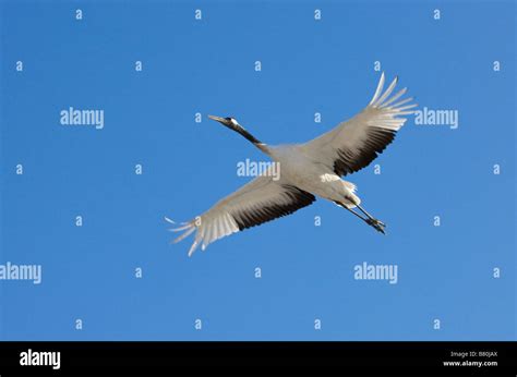 Red crowned crane flying Northeast China Stock Photo - Alamy