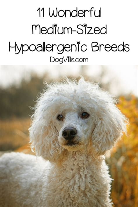 Medium Sized Hypoallergenic Dogs- DogVills