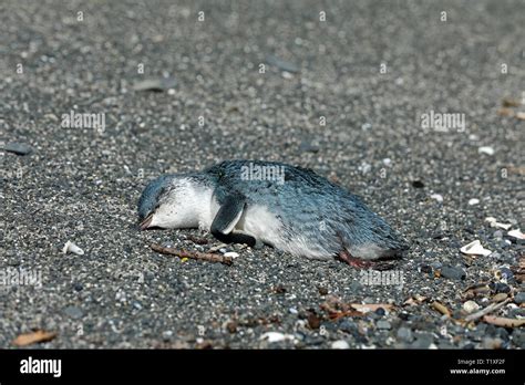 Dead Penguin Blue Little Penguin in New Zealand Stock Photo - Alamy