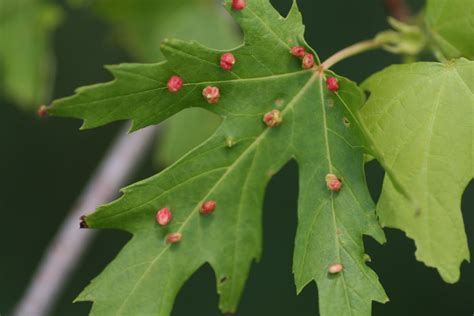 Distracted Naturalist: Silver Maple in June