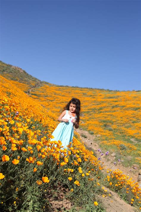 Rainbow Scrapbooks: The most incredible wildflowers you will ever see ...