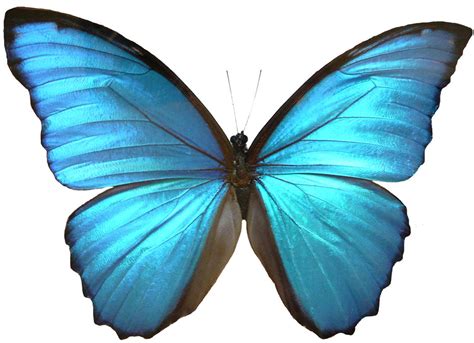 Blue Butterfly Drawings - ClipArt Best