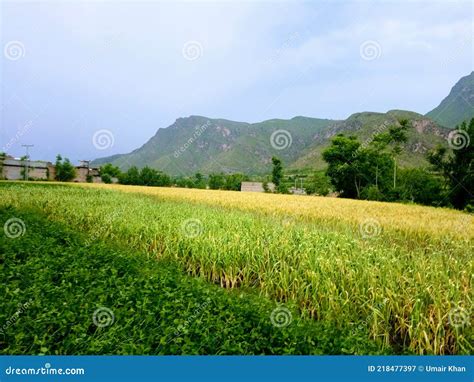 Green Mountain with Green Plants Stock Image - Image of grass, plant: 218477397