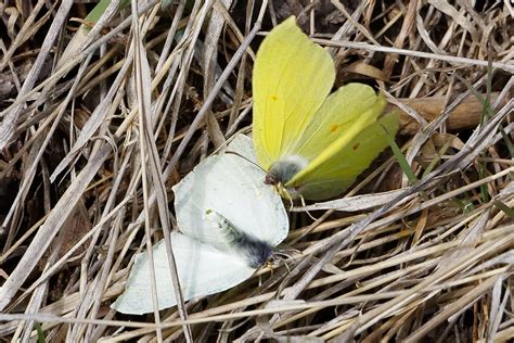 brimstone butterfly on Behance