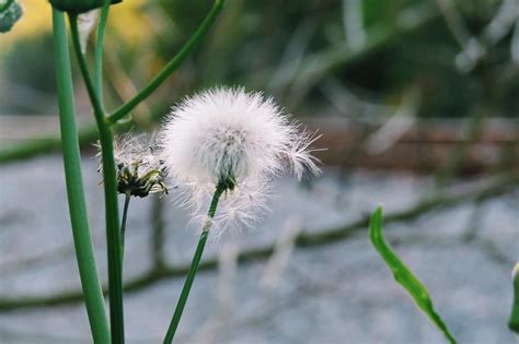 Wishing flower Photograph by Maddie Bailiff - Fine Art America