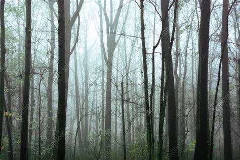 Misty forest - Stock Image - C010/4001 - Science Photo Library