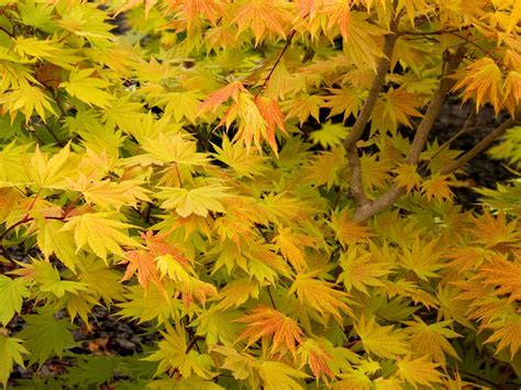 Maple, Full Moon Autumn Moon - Campbell's Nursery