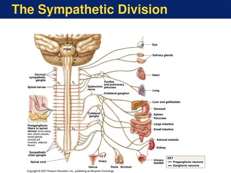 The Peripheral Nervous System - ppt download