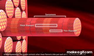 Muscle Contraction Process [HD Animation] on Make a GIF