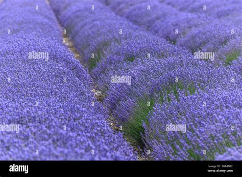 Lavender fields in bloom in Provence. Pays de Sault (Vaucluse Stock ...