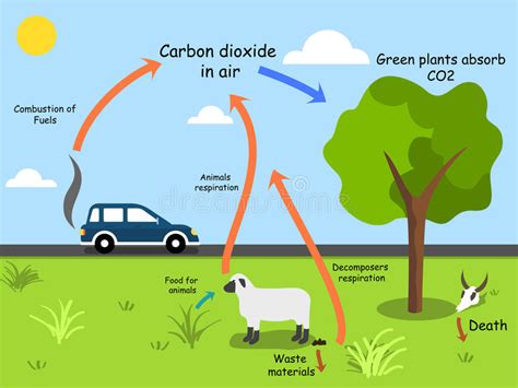 Carbon Cycle Drawing at GetDrawings | Free download