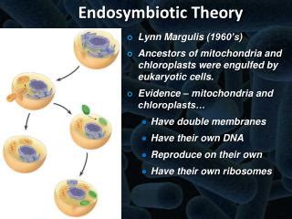 PPT - Dr. Lynn Margulis PowerPoint Presentation - ID:4237525