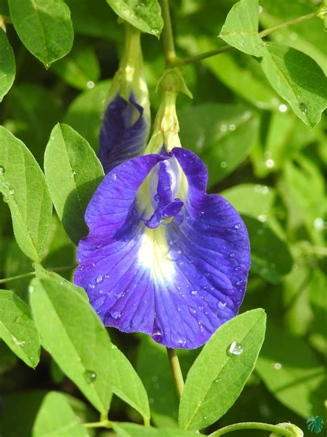 Nilkantha - Clitoria Ternatea - Aparajita Flower for Sale | Peppyflora®