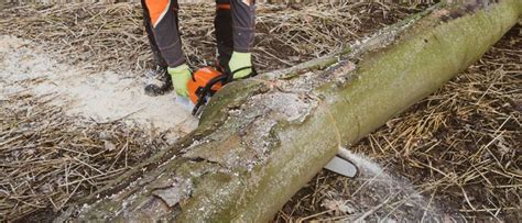 Stihl-Benzinkettensägen: Top 10 Test & Vergleich