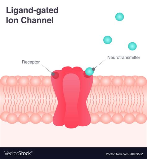 Ligand-gated ion channel diagram Royalty Free Vector Image