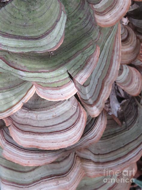 Forest Fungi Photograph by Gareth Coombs