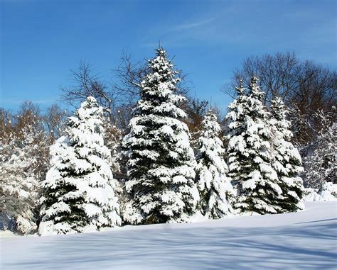 Snowy Evergreens Photograph by Karen Silvestri - Pixels