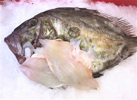 John Dory | Fish High in Omega 3, Flat Fish, Locals | Fresh Cornish Fish