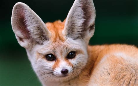 Fennec Fox as Pets? Things to know before taking them as pets!