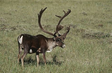 Caribou Facts: Animals of North America - WorldAtlas