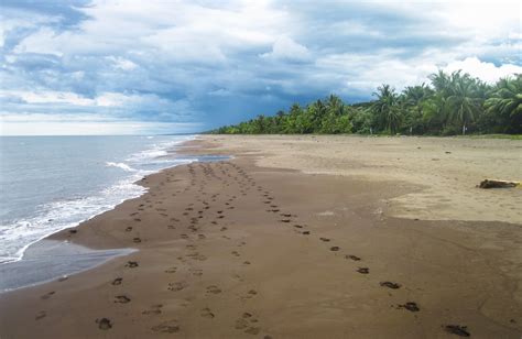 Turtle Nesting & Hatching in Tortuguero National Park, Tortuguero | kimkim