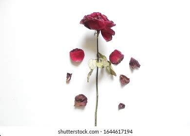 19,675 Withered rose Images, Stock Photos & Vectors | Shutterstock