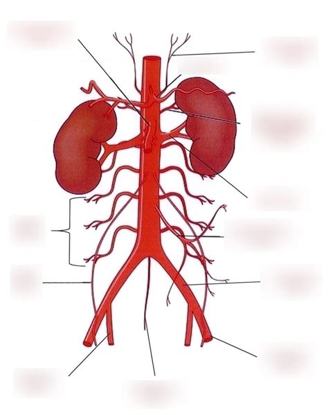 Module 5: Abdominal Aorta Diagram Diagram | Quizlet