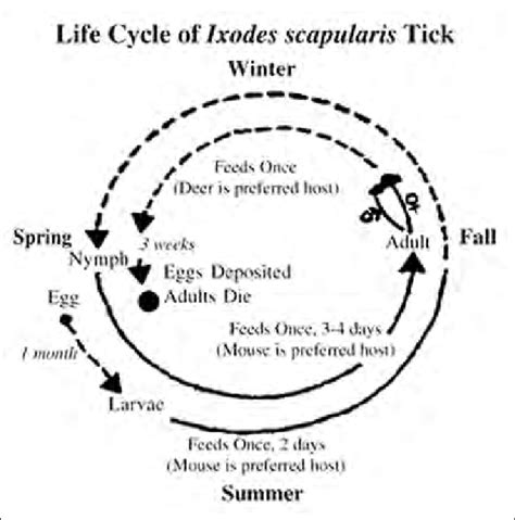 1. The two-year life cycle of Ixodes scapularis, the blacklegged tick ...