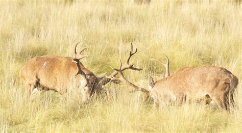 Red Stag Roar | Photo Gallery | El Carrizal Hunting Lodge