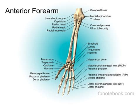 Bones Of The Forearm And Hand The Back View Arm Bones Human Hand | Hot Sex Picture