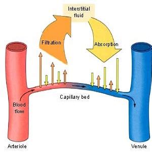 Difference between Plasma and Interstitial Fluid