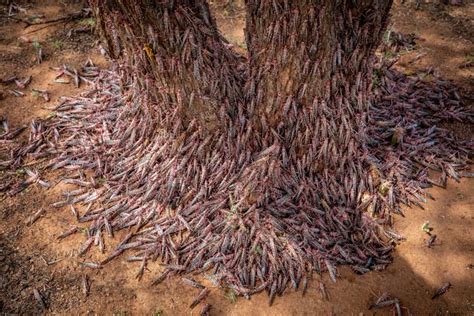 In East Africa, Kenya, locust plague can't be fought amid coronavirus