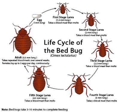 Handling Bedbugs - GREEN HILLS COMMUNITY ACTION AGENCY