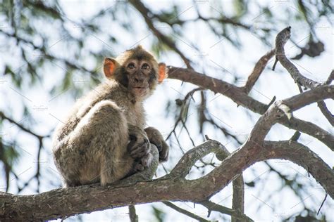 Baby monkey on a tree featuring monkey, baby, and monkeys | Animal Stock Photos ~ Creative Market