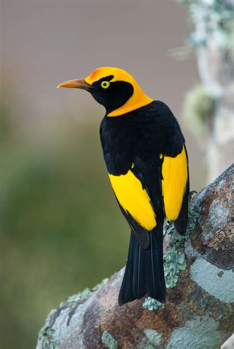 Regent Bowerbird | Sean Crane Photography