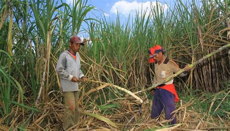 Cara Menanam Tebu yang Baik dan Benar agar Hasil Melimpah