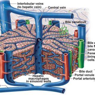 1. Anatomy of the mouse liver. A. Position of the liver in the cranial... | Download Scientific ...