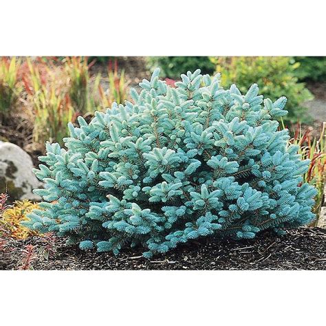 Shop Monrovia 1.6-Gallon Dwarf Globe Blue Spruce Foundation/Hedge Shrub at Lowes.com