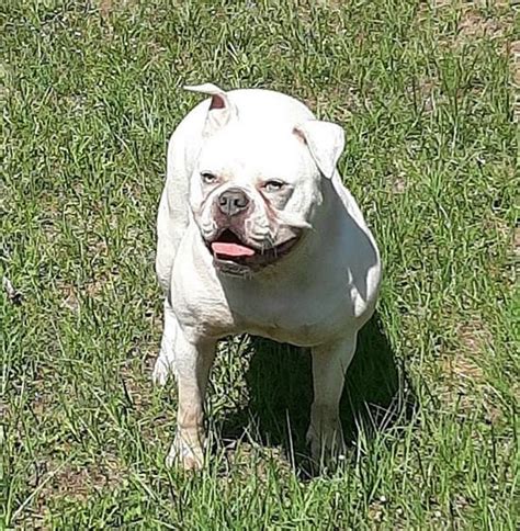 Top 79 Best American Bulldog Names - PetPress